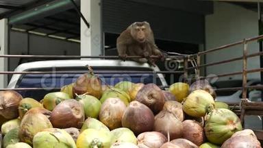<strong>可爱</strong>的<strong>猴子</strong>工人休息从椰子收获收集。 圈养上使用动物劳动.. 农场
